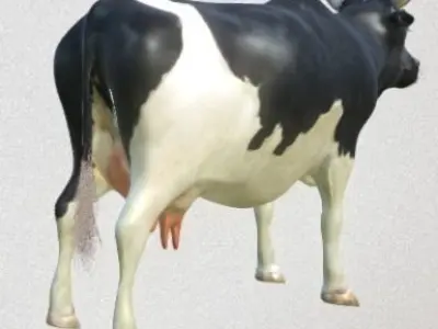 cow high-poly with long horns 3D model