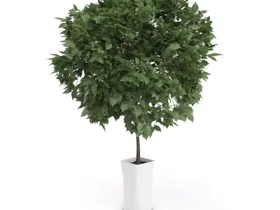 Small Tree in White Pot 3D model