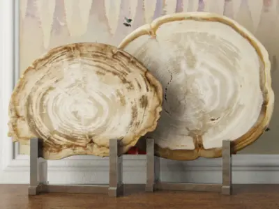 Petrified Wood Slices on Stand collection