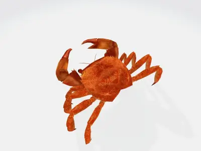 crab 3d 3D model
