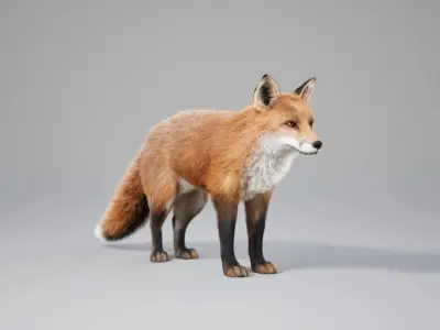 Fox Animated  - UNREAL project  and Maya base rig 3D model