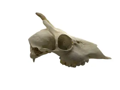 Skull - Deer Low-poly 3D model