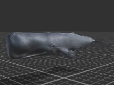 Cachalot whale Low-poly 3D model