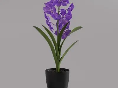 Vanda Orchid  Low-poly 3D model