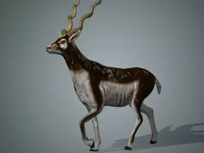 Antelope 3D with animation 3D model