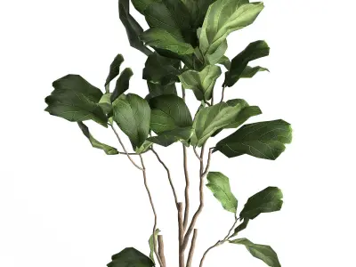 Ficus lyrata trees in a GLASS FLOWERPOT 958 3D model