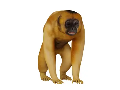 Gibbons Apes Low-poly 3D model
