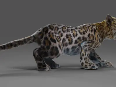 Fur Baby Jaguar Rigged in Blender Low-poly 3D model