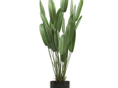 Strelitzia in a pot for the interior 738 3D model