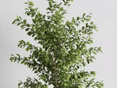 indoor plant set 540 3D model