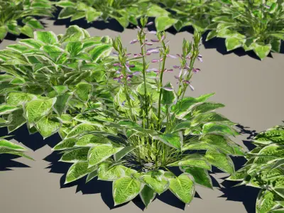 Street Garden in JAPAN - 4 Hosta Flower Grass Plant Low-poly 3D model
