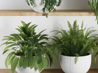 Plants on Shelf SetV3 3D model