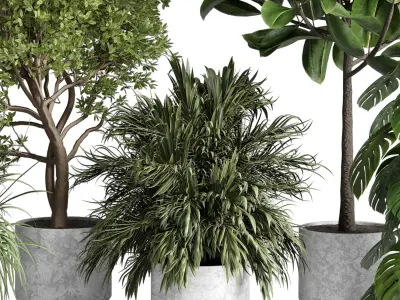 indoor plant 481 pot plant tree ficus rubbery monstera palm  3D model