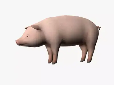 Pig Model Low-poly 3D model