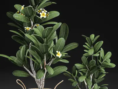 Decorative plumeria trees for the interior in basket 559 3D model