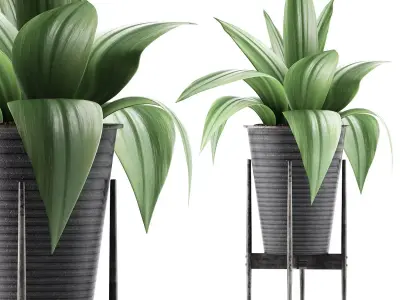Plants Collection 107 3D model