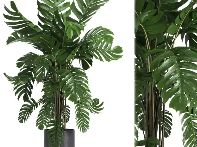 indoor plant 09 3D model