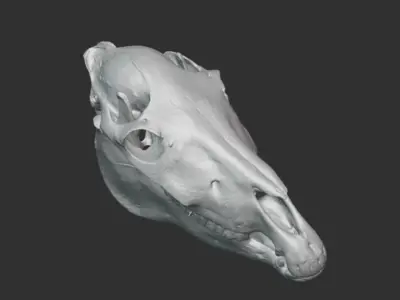 3d scan of a pony mule skull 3D model