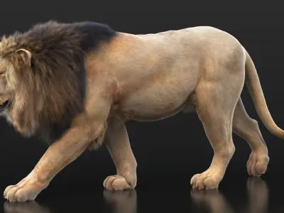 Lion B RIG XGEN CORE 3D model