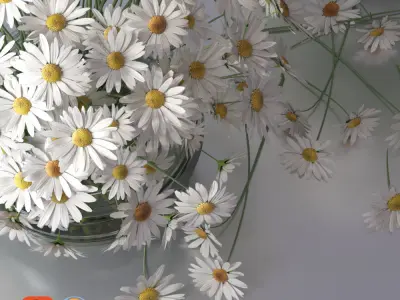Realistic Daisy Chamomile Bouquet Vase 3D model