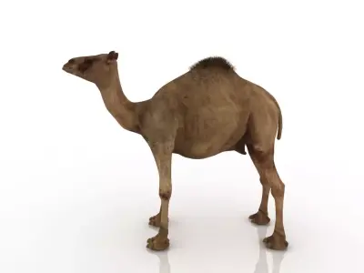 High quality camel 3D model