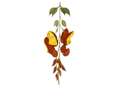 Thunbergia mysorensis 3D model