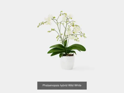 Collection of Phalaenopsis Houseplant - 6 Models