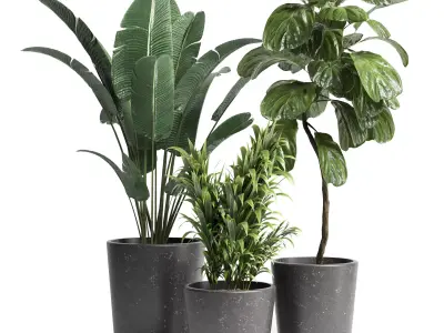 Indoor plant 21 Low-poly 3D model