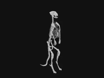 Meerkat skeleton 3D model