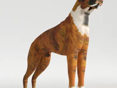 Boxer - 3D Dog Low-poly 3D model