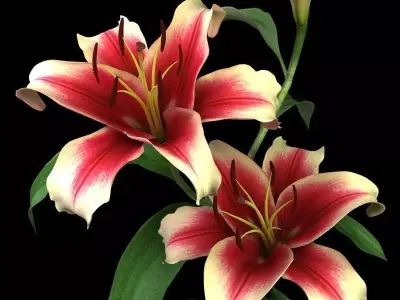 lily dark red 3D model