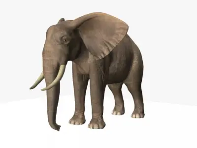 African Elephant 3D model