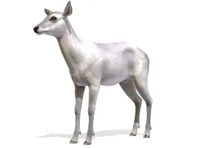 Red Deer Doe Low-poly 3D model