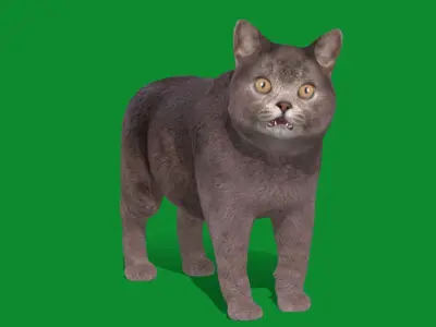British Shorthair Domestic Cat Low-poly 3D model