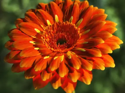 2020 XfrogPlants Flowers 2 Library  3D model