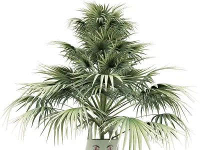 Plants Collection 142 Sabal Minor 3D model