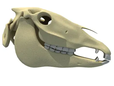 High Quality Horse Skull 3D model