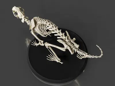 Realistic Cat Skeleton 3D model