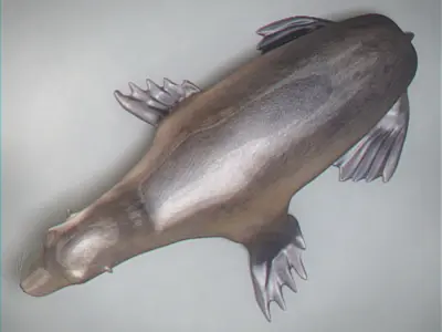 Rigged Seal 3D model