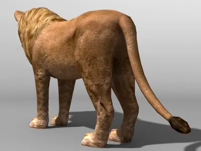 Lion Family 19838 Low-poly 3D model