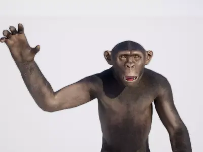 Chimpanzee 3D model purchase