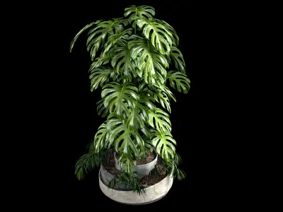 Monstera and Palm plant 3D model