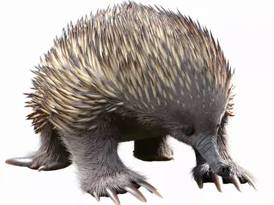 Tachyglossus aculeatus Static 3D model
