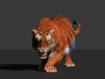 Tiger 3D Realistic Model  3D model