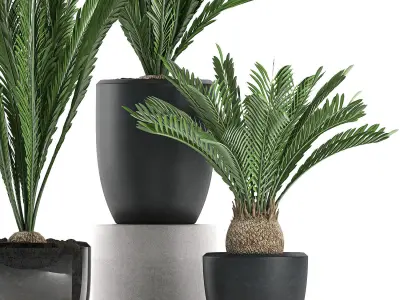 Decorative Cycas palm in a black flowerpot 623 3D model