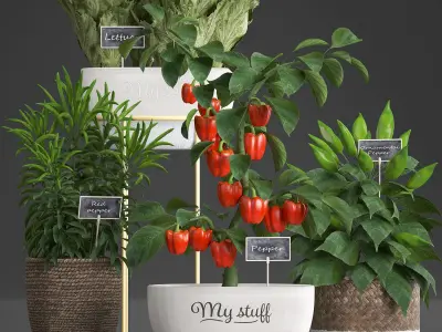 Decorative plants for the kitchen 388 peppers 3D model