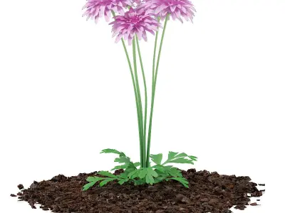 Ornamental Grass 3 3D model