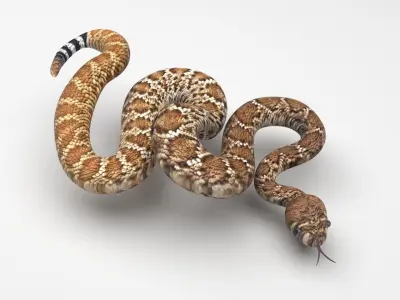 Viper Snake 3D model