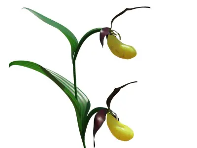 Ladys slipper orchid 3D model