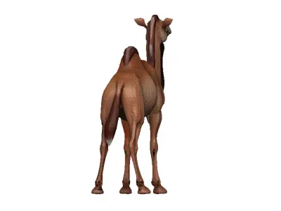 Camel Low-poly 3D model 12